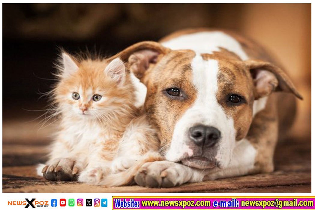 Noida-cat-Dog