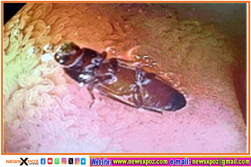 Delhi-Men-Cockroach