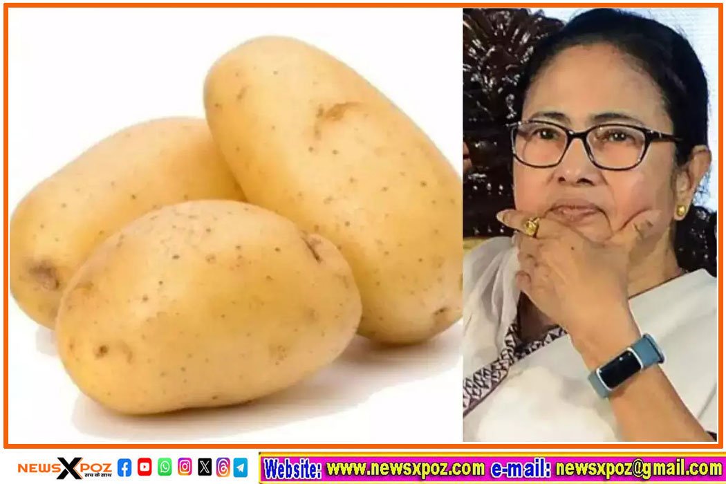 potato-mamta-banarji