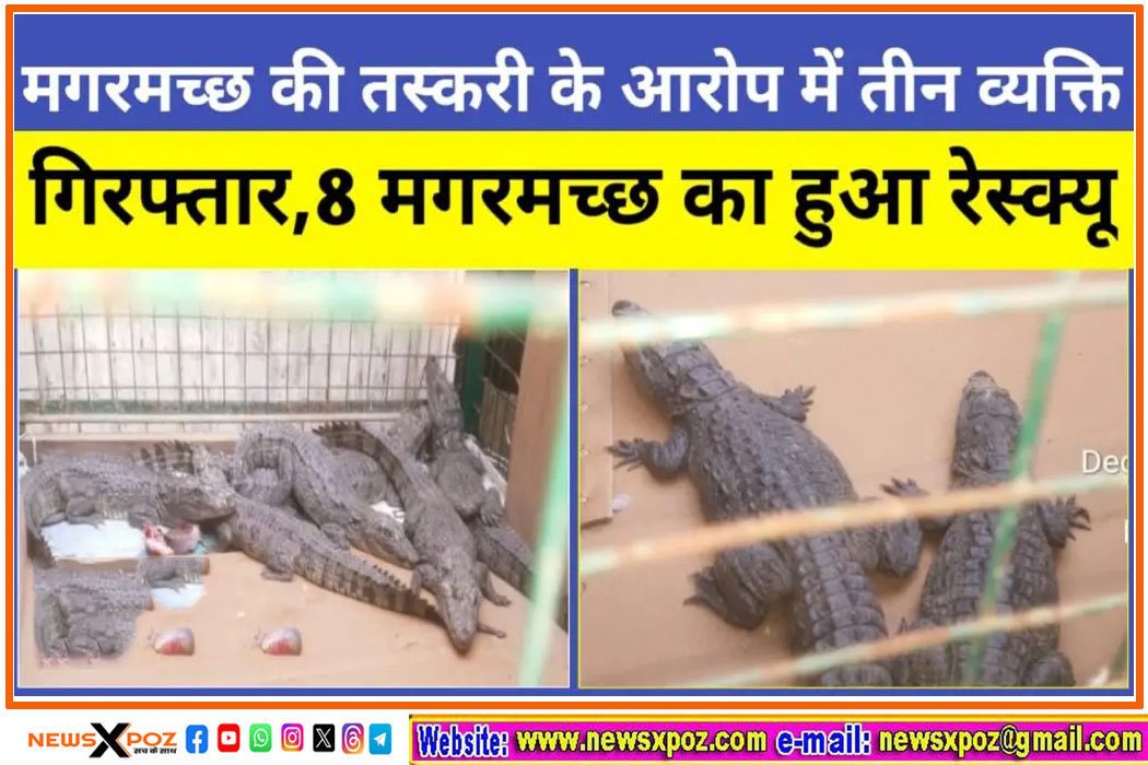 Bihar-Crocodile