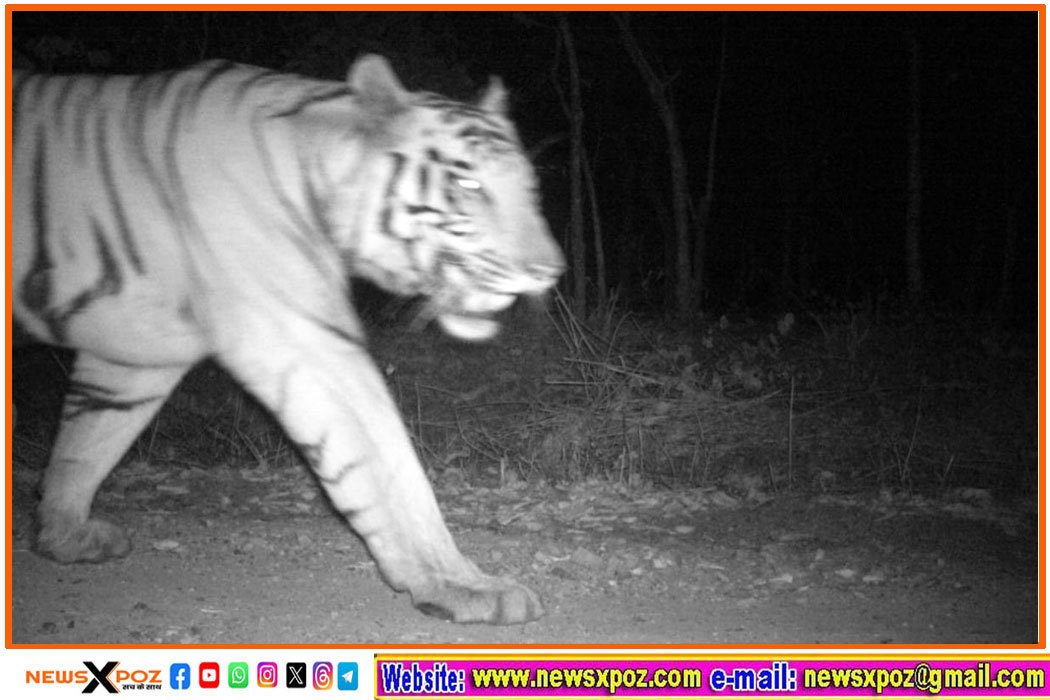 tiger-in-dalma-jamshedpur