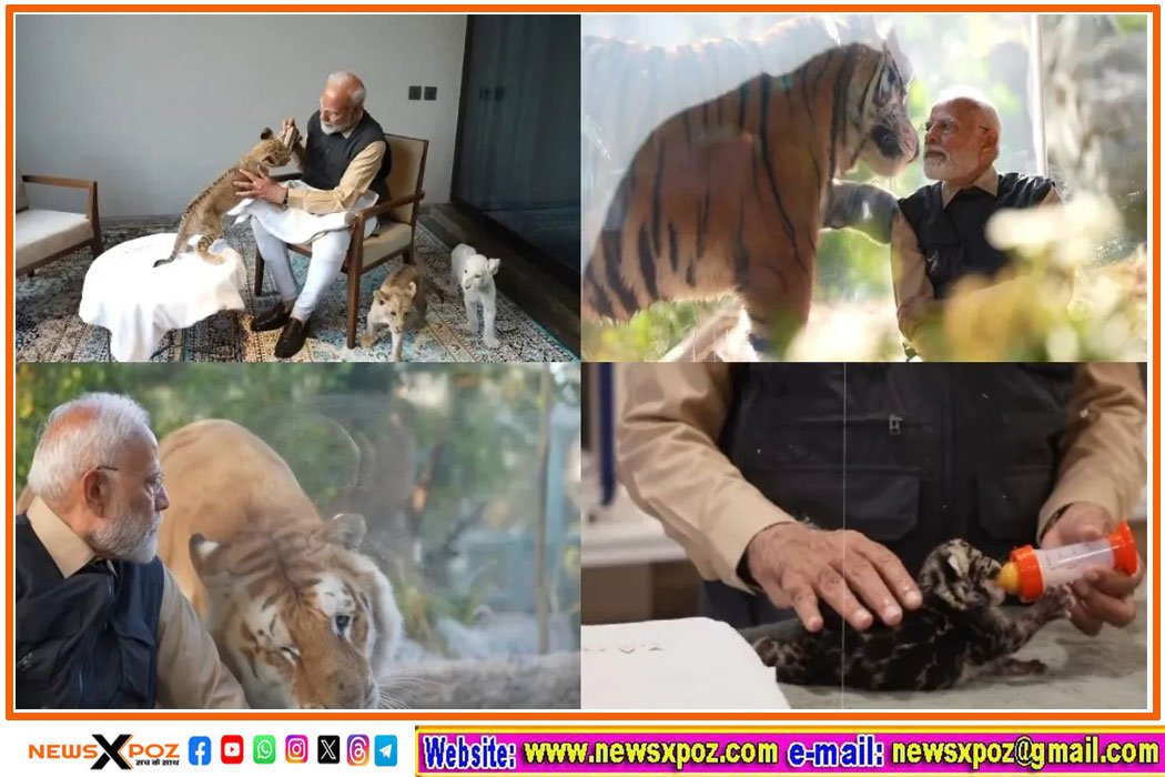 Pm-Modi-Tiger