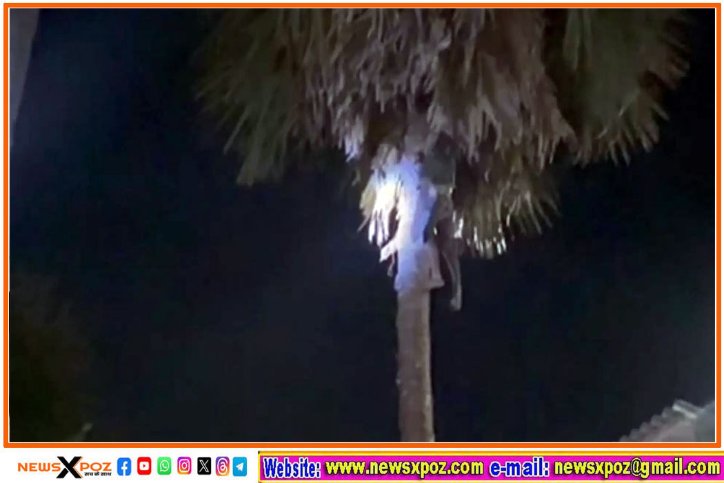 Bihar-Tree