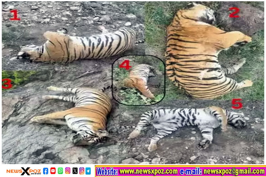 Karnataka-Tiger