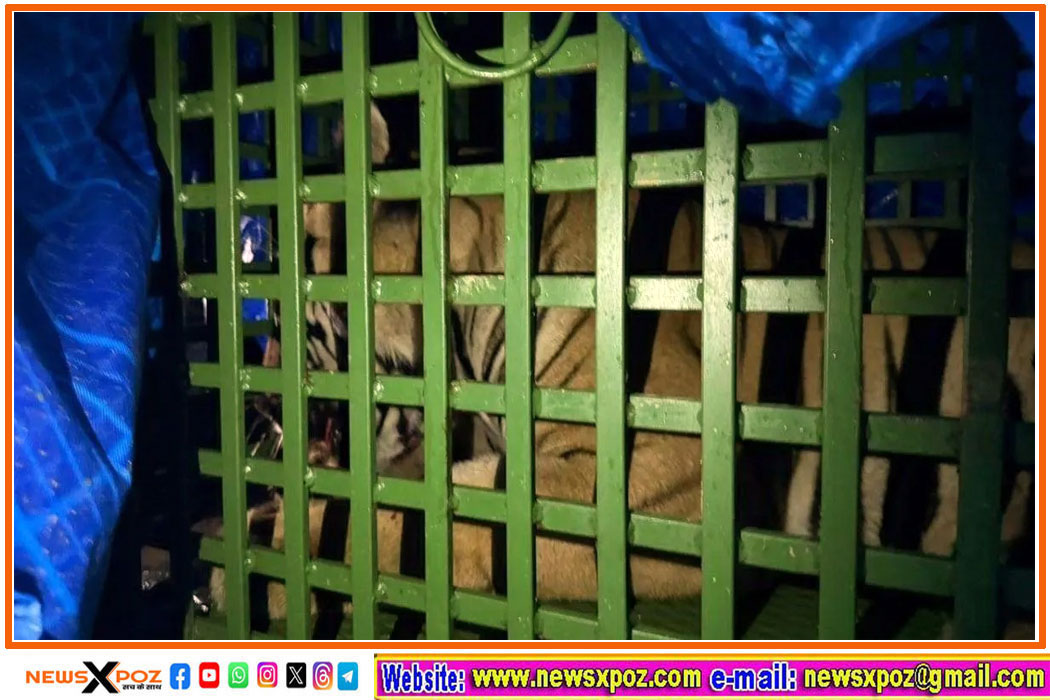 Ranchi-Tiger