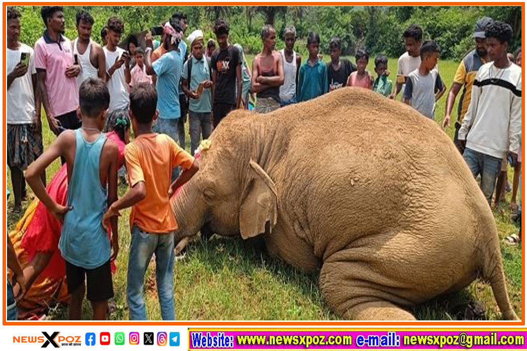 Saraikela-Elephant-.