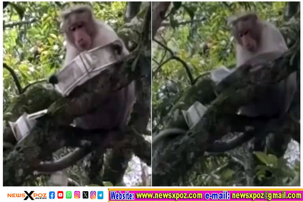 Tamil-Nadu-Monkey