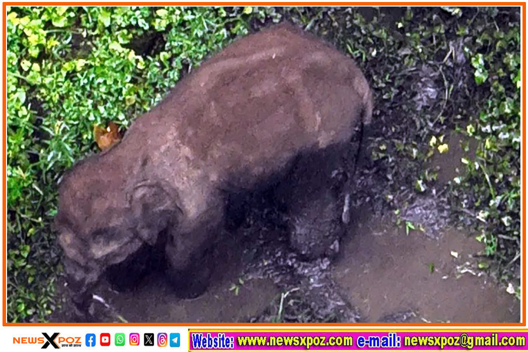 Jharkhand-elephant-saranda