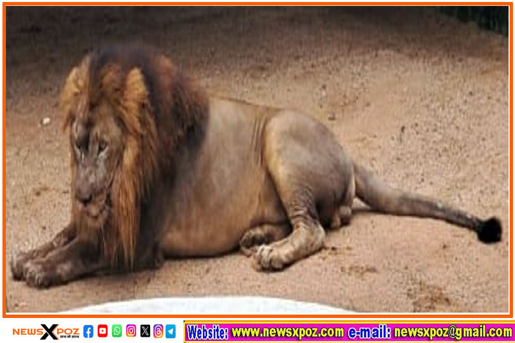 Lion-Shashank