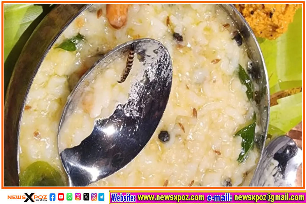 pongal-Cockroach