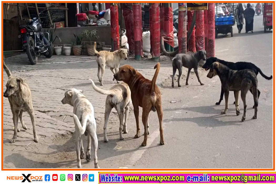 Delhi-Dog