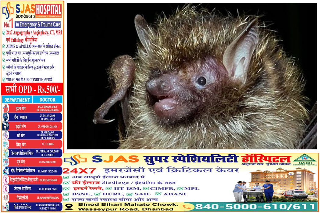 new-bat-species