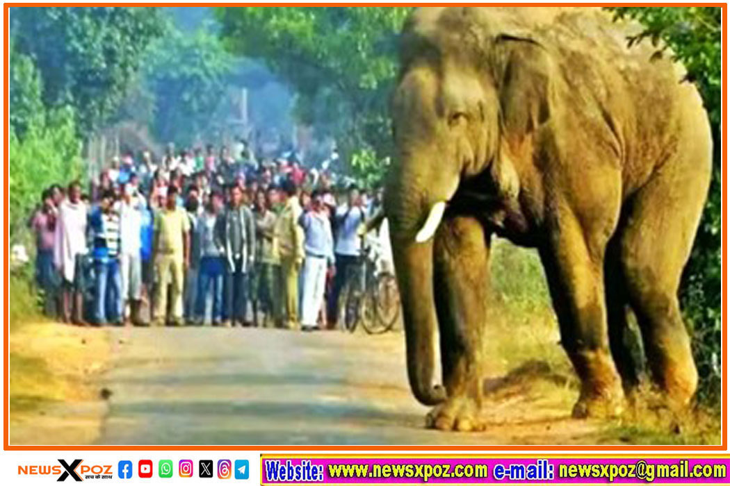 Jharkhand-ramgadh-Elephant