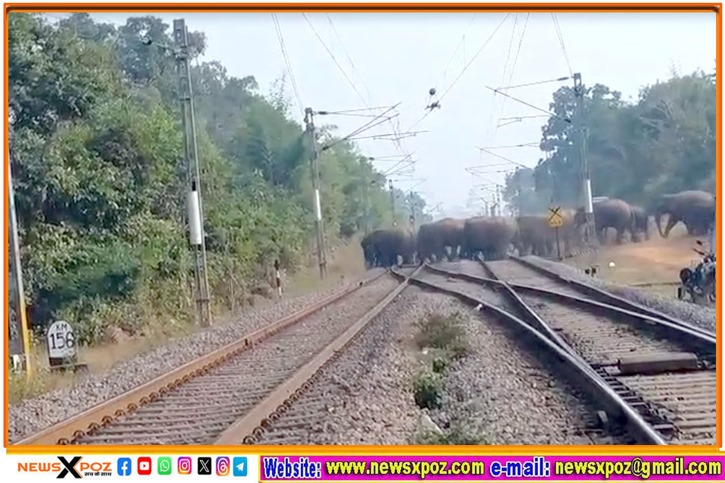 elephants-in-railway-track