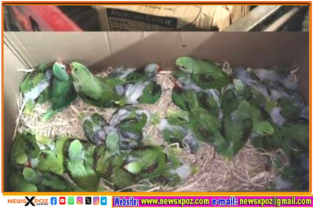 jharkhand-parrot-smuggling