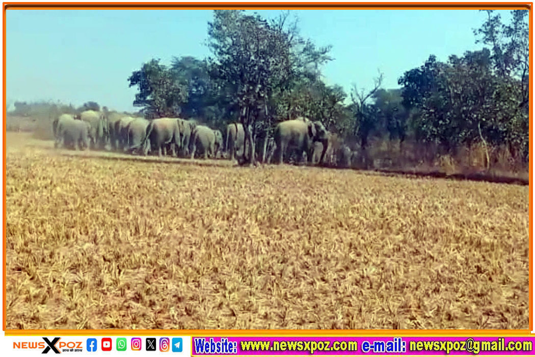 jharkhand-wild-elephant