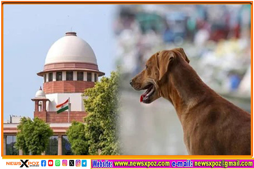 supreme-court-stray-dogs