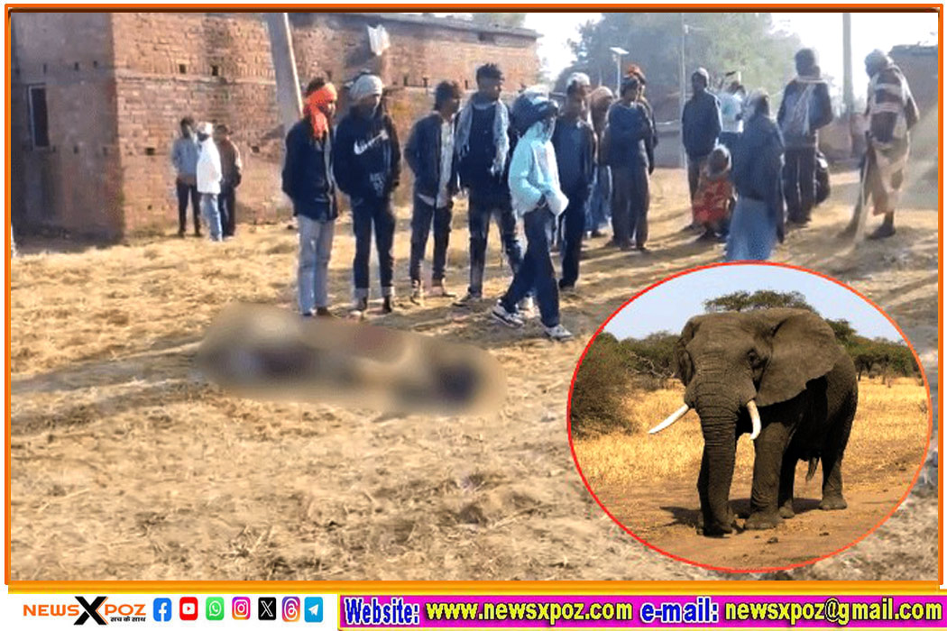 Hazaribag-Elephant-Death-Five