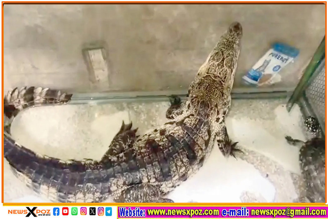 Mumbai-Crocodile-Turtle-Imran