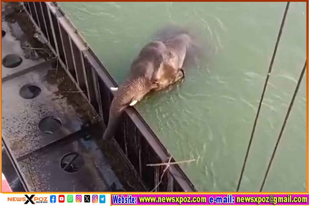 Elephant-Jharkhand-to-Bihar-Death