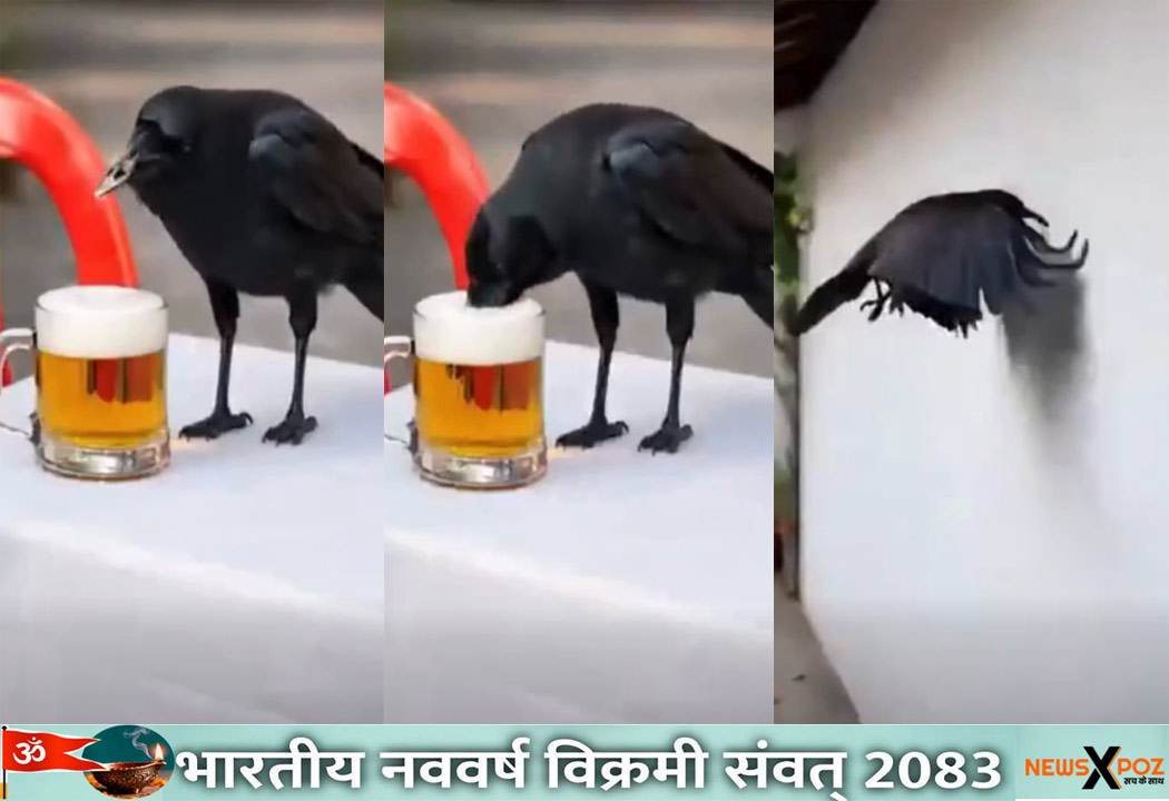 Bilaspur-Crow-Drinks-Wine